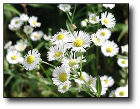 Daisies